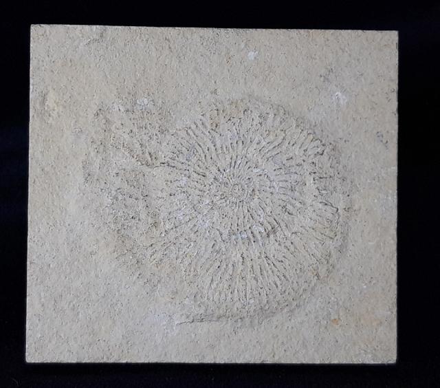 Subplanites rueppelianum QUENSTEDT 1888 - Bild &copy; FossNet FossilienStore